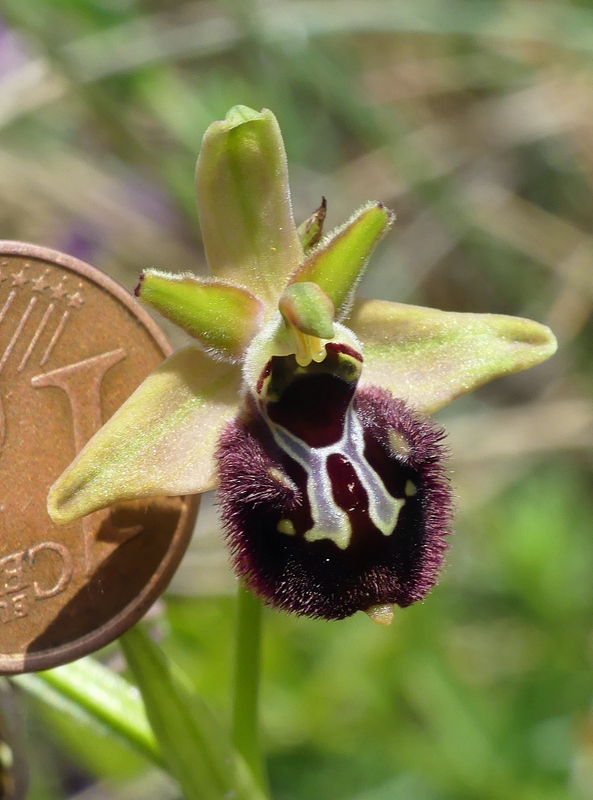 Forme ibride di Ophrys aranifera/sphegodes x Ophrys dinarica  9 giugno 2025  alto aquila